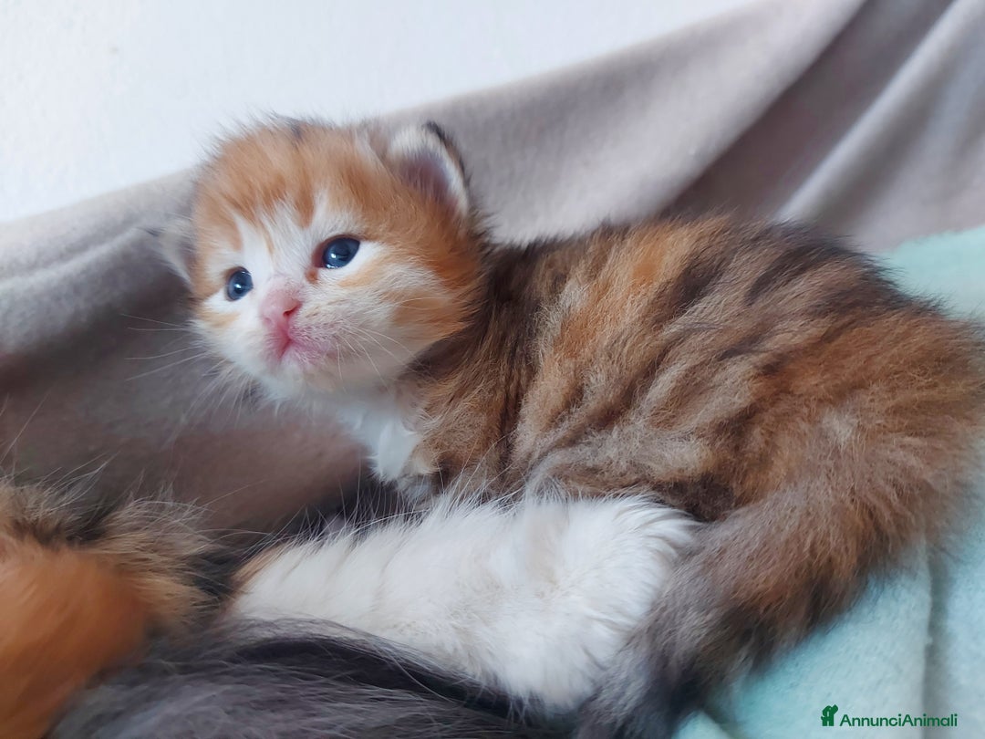 Siberiano gatti in vendita: Cuccioli di gatto Siberiano Certificati  - Annuncio 10