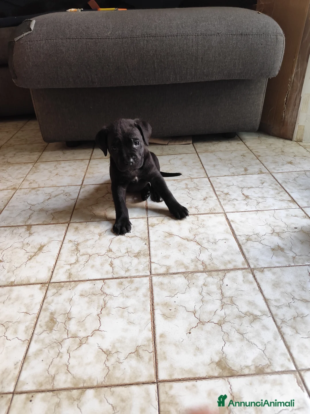 Cane Corso cani in vendita: Cuccioli di cane corso  - Annuncio 3