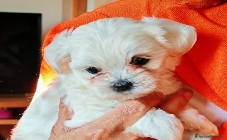 Maltese cani a Provincia di Bergamo - Annuncio 3