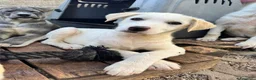 Meticcio cani in regalo: Albion a Provincia di Massa e Carrara - Annuncio 4
