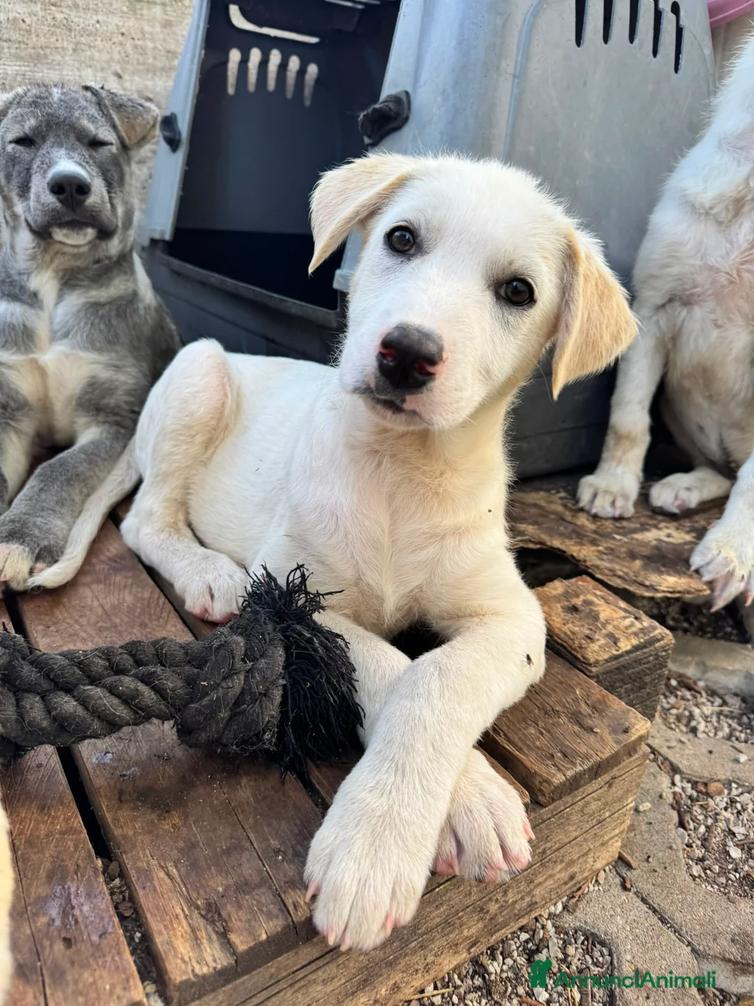 Meticcio cani in regalo: Albion a Provincia di Massa e Carrara - Annuncio 4