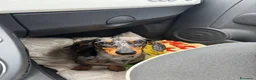 Bassotto cani per accoppiamento: Accoppiamento Bassotto Maschio - Annuncio 5