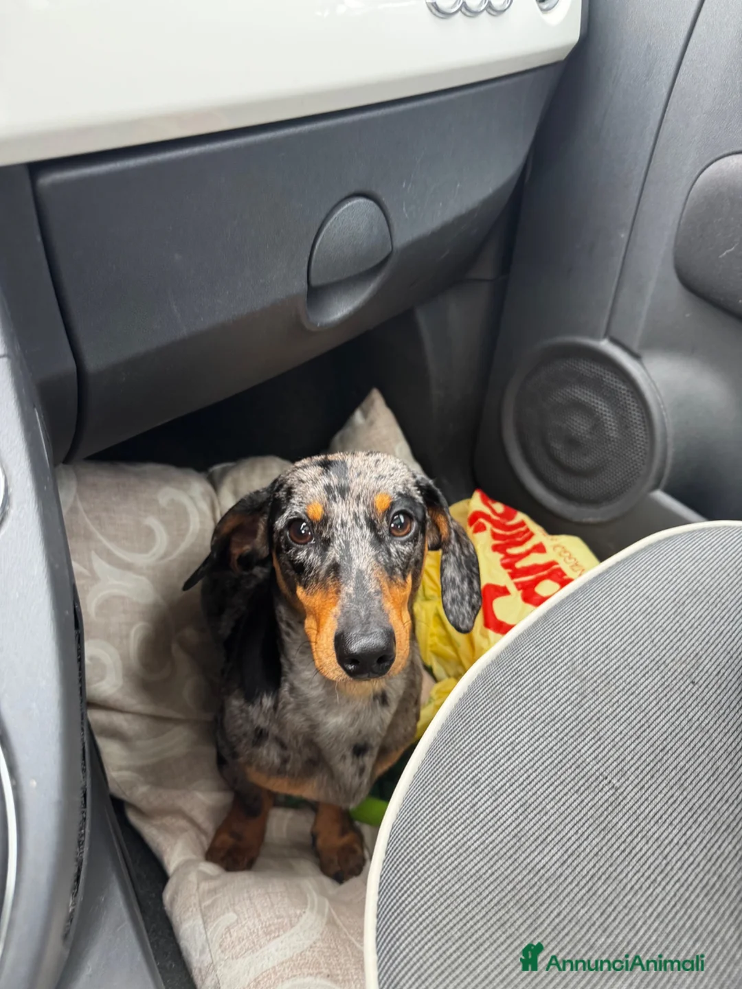 Bassotto cani per accoppiamento: Accoppiamento Bassotto Maschio - Annuncio 5