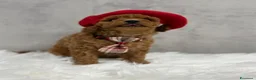 Barboncino Toy cani in vendita: Adorabili cuccioli di barboncino toy - Annuncio 3