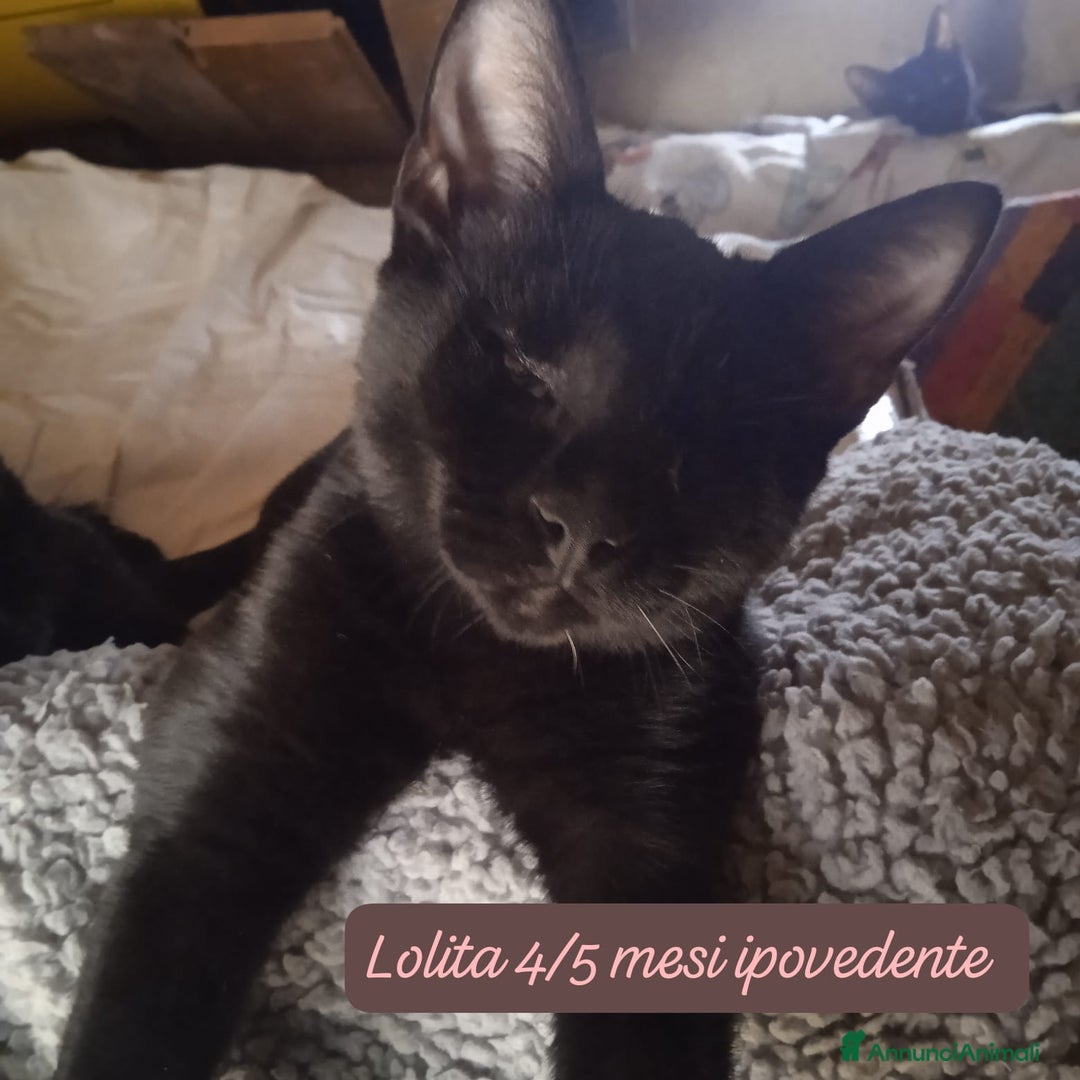 Altre razze gatti in regalo: Gattini cercano urgentemente casa  - Annuncio 3