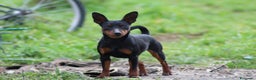 Pinscher Miniatura cani in vendita: Pinscher nano zwergpinscher cuccioli  - Annuncio 1