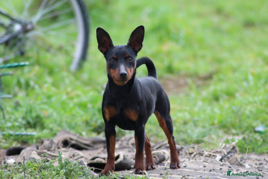 Pinscher Miniatura cani in vendita: Pinscher nano zwergpinscher cuccioli  - Annuncio 1