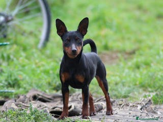 Pinscher Miniatura cani Pinscher nano zwergpinscher cuccioli - Annuncio 2