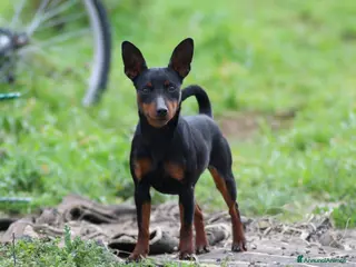 Pinscher Miniatura cani Pinscher nano zwergpinscher cuccioli - Annuncio 2