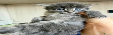Maine Coon Gattino 1