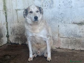 Meticcio cani Spot . - Annuncio 42