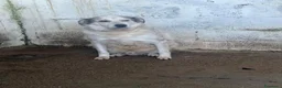 Meticcio cani in regalo: Spot . - Annuncio 1