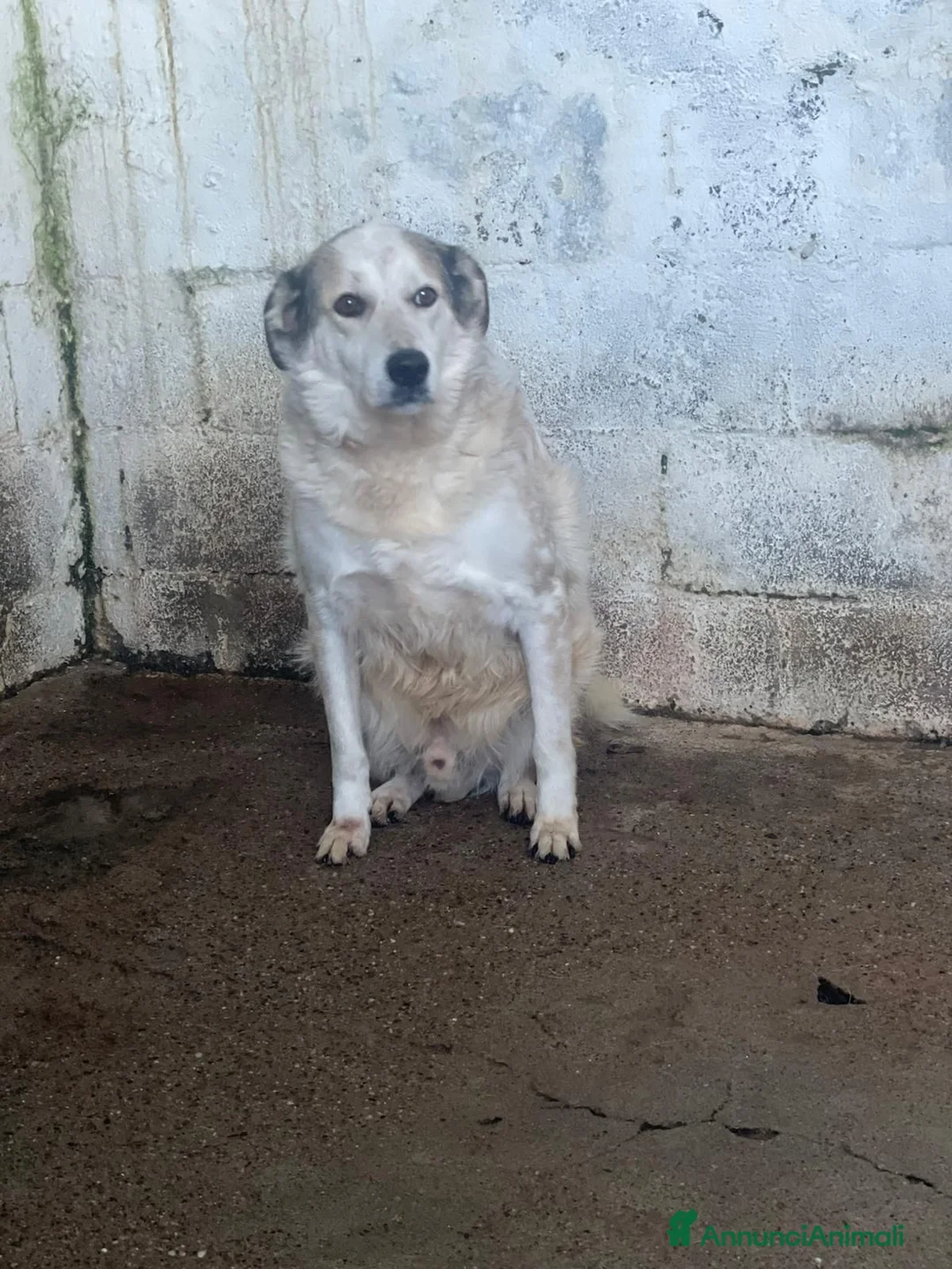 Meticcio cani in regalo: Spot . - Annuncio 1