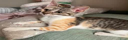 Meticcio cani in regalo: Marina la trovatella a Provincia di Foggia - Annuncio 1