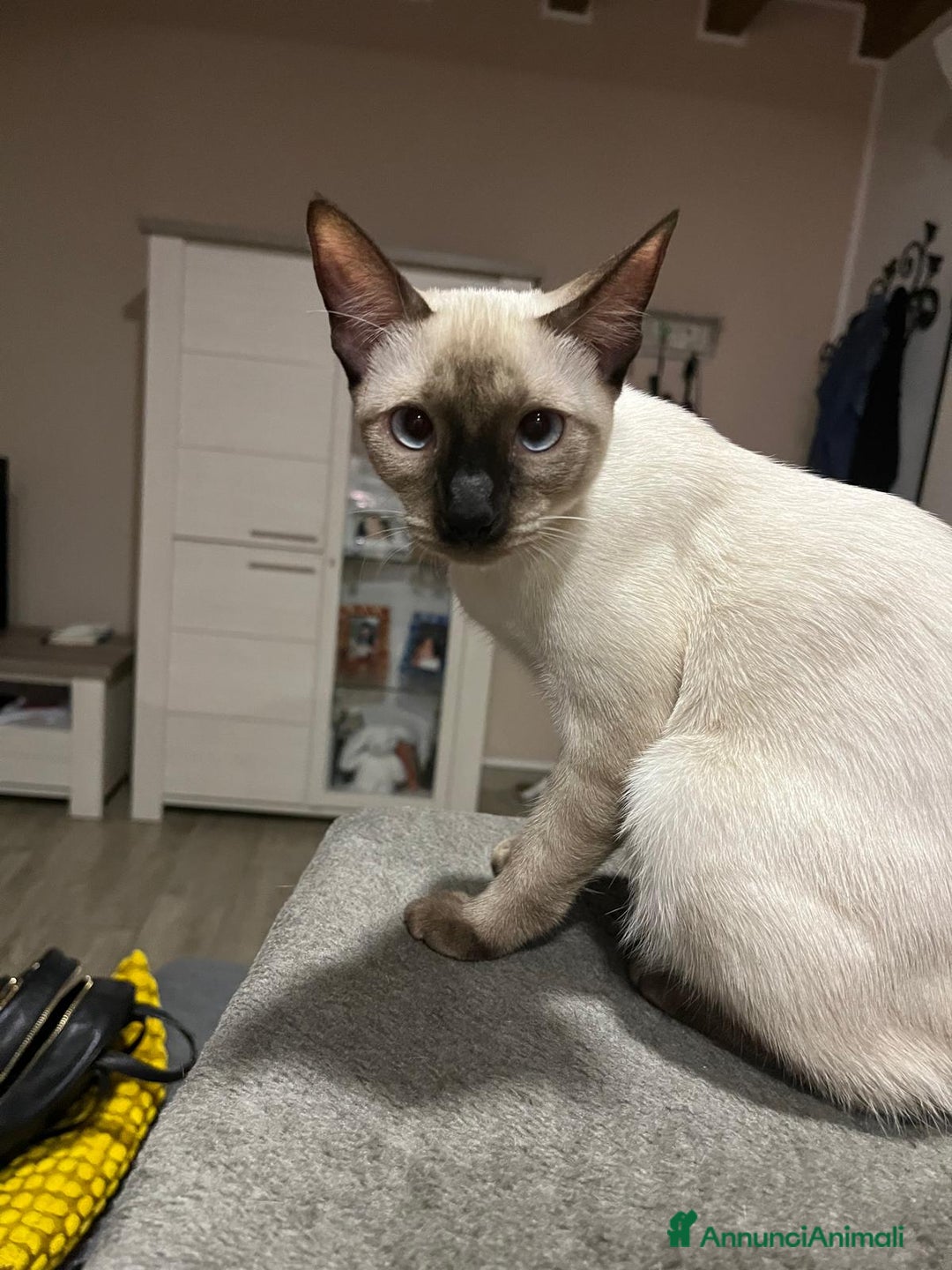 Siamese gatti in vendita: Bellissimi Thai - Annuncio 12