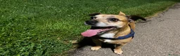 Jack Russell cani per accoppiamento: Jack russel misto pincher a Città metropolitana di Milano - Annuncio 1