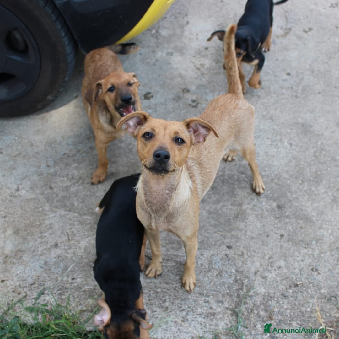 Meticcio cani in regalo: JASMINE 🩷 -dopo tanta sofferenza, ora cerca amore - Annuncio 4
