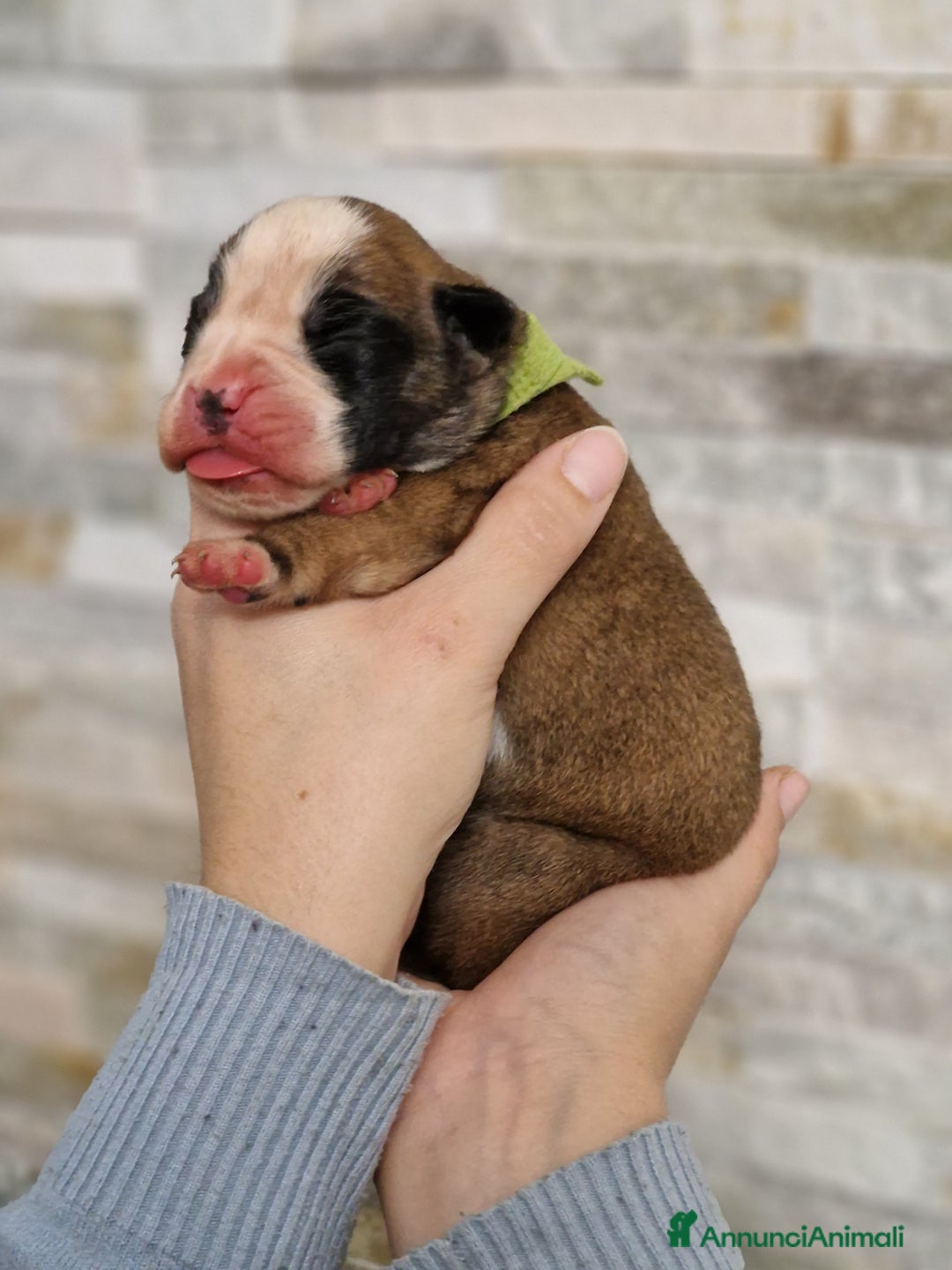 Boxer cani in vendita: Cuccioli Boxer del Principe di Tavi - Annuncio 9
