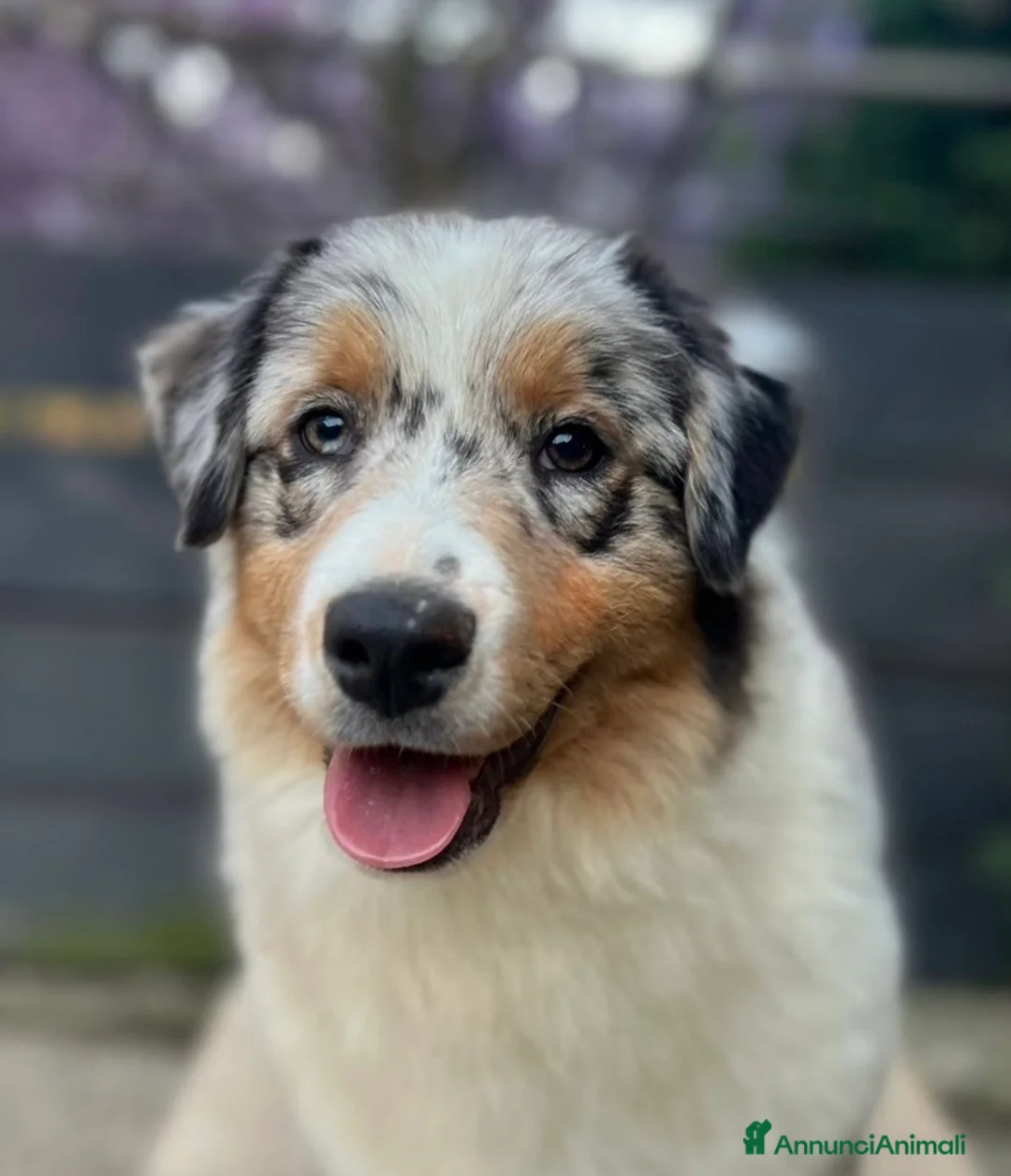 Australian Shepherd cani in vendita: Cucciola australian shepherd/pastore australiano  - Annuncio 1
