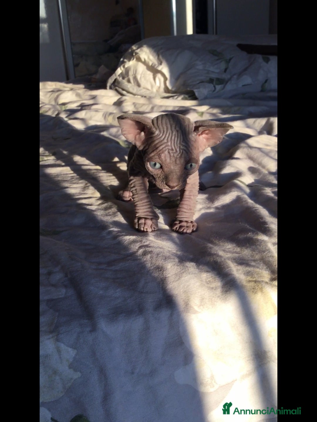 Sphynx gatti in vendita: Bellissimi cuccioli di sphynx con pedigree  - Annuncio 4
