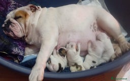 Bulldog cani in vendita: cuccioli di Bulldog inglese a Provincia di Brescia - Immagine 6