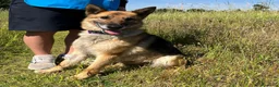 Meticcio cani in regalo: CICCILLO PASTORE TEDESCO - Annuncio 4