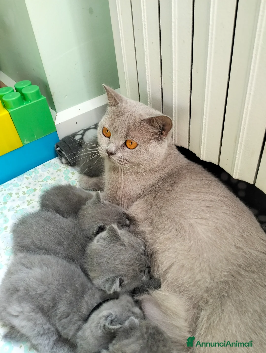 British gatti in vendita: Cucciolo British Shorthair  - Annuncio 1