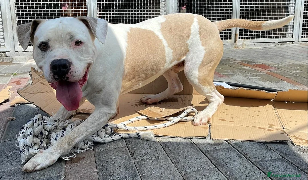 Meticcio cani in regalo: MAMBO BELLISSIMO PIT - Annuncio 10