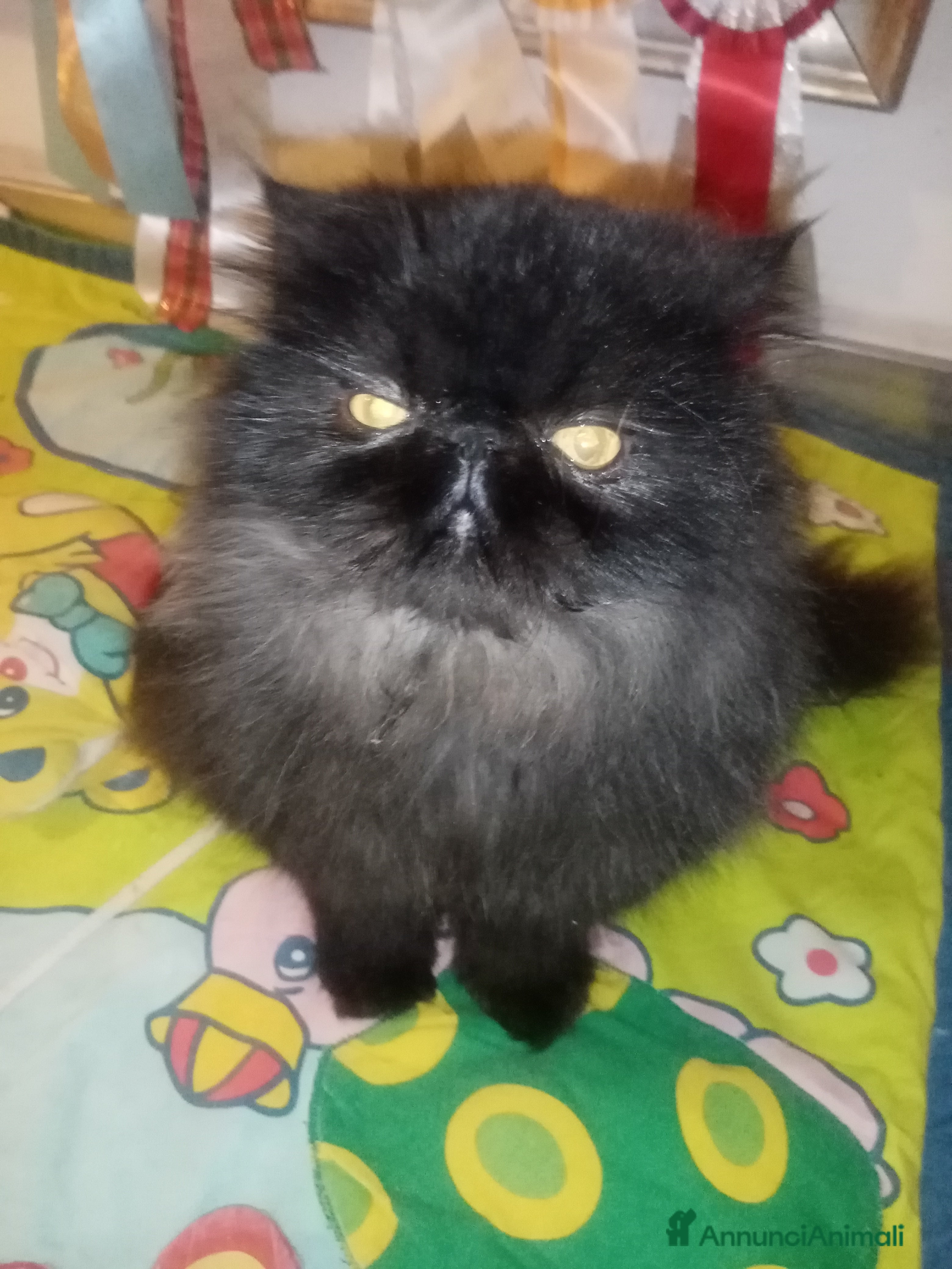 Persiano gatti Gattini persiani pura razza  - Annuncio 2