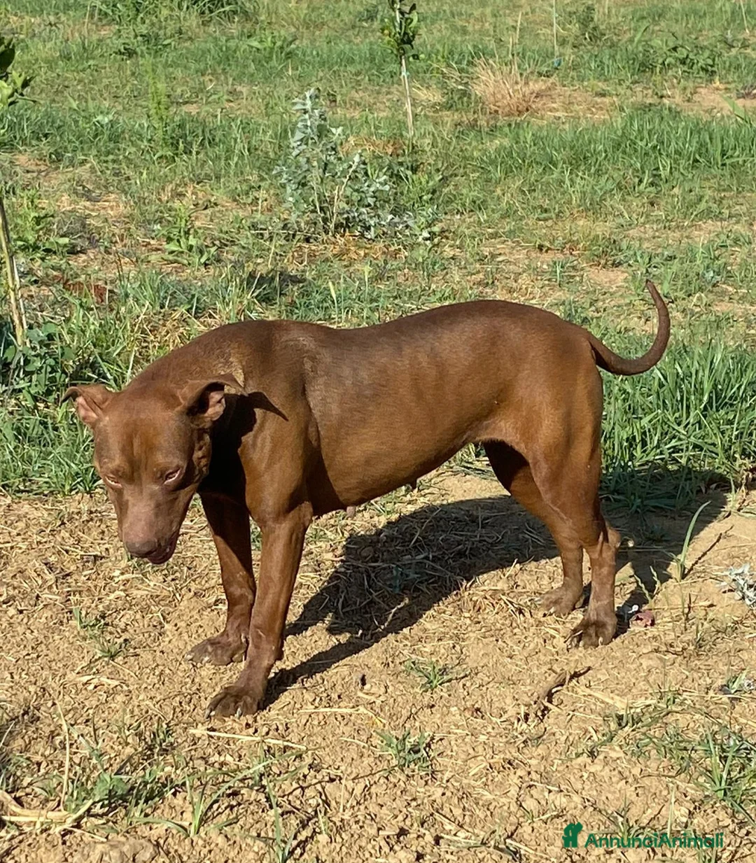 Pitbull cani in regalo: Zena 4anni Pitbull Red Nose buona e triste in box - Annuncio 2