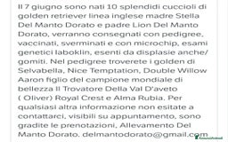 Golden Retriever cani in vendita: Cuccioli di golden retriever linea inglese  a Provincia di Mantova - Immagine 3