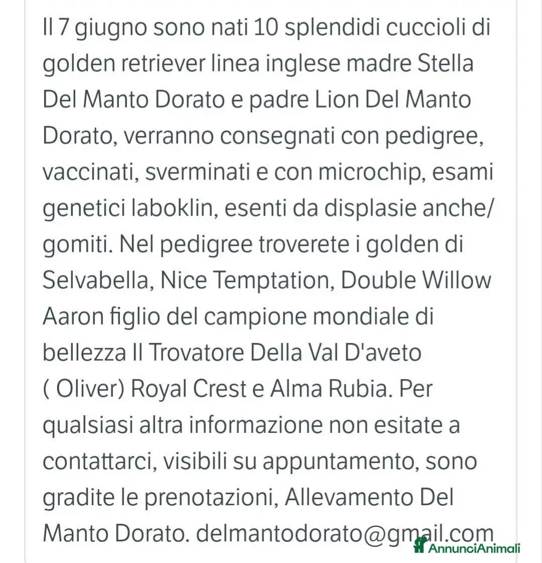 Golden Retriever cani in vendita: Cuccioli di golden retriever linea inglese  a Provincia di Mantova - Immagine 3