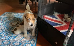 Jack Russell cani in vendita: Jack Russell pelo ruvido due mesi maschio a Città metropolitana di Milano - Immagine 16