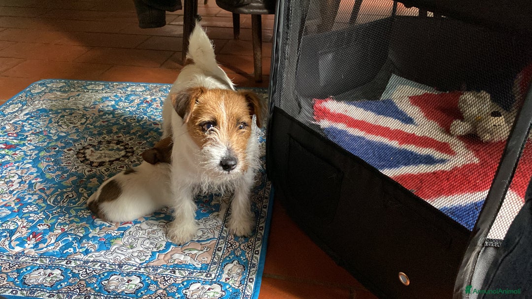 Jack Russell cani in vendita: Jack Russell pelo ruvido due mesi maschio a Città metropolitana di Milano - Immagine 16
