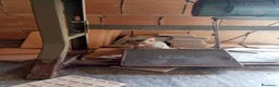 Altre razze gatti in regalo: Abbiamo nove cuccioli tigrati a Provincia di Macerata - Annuncio 5