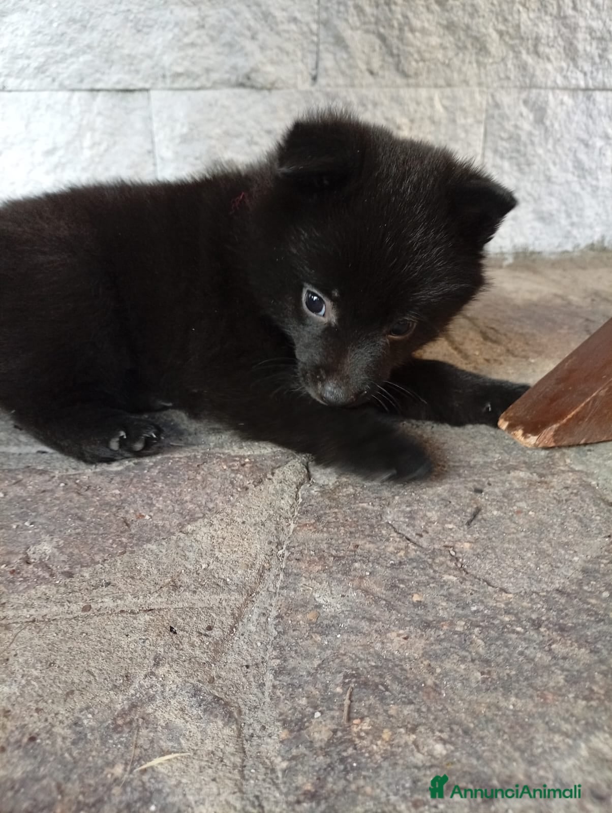 Schipperke cani Cucciolata di schipperkee  - Annuncio 19