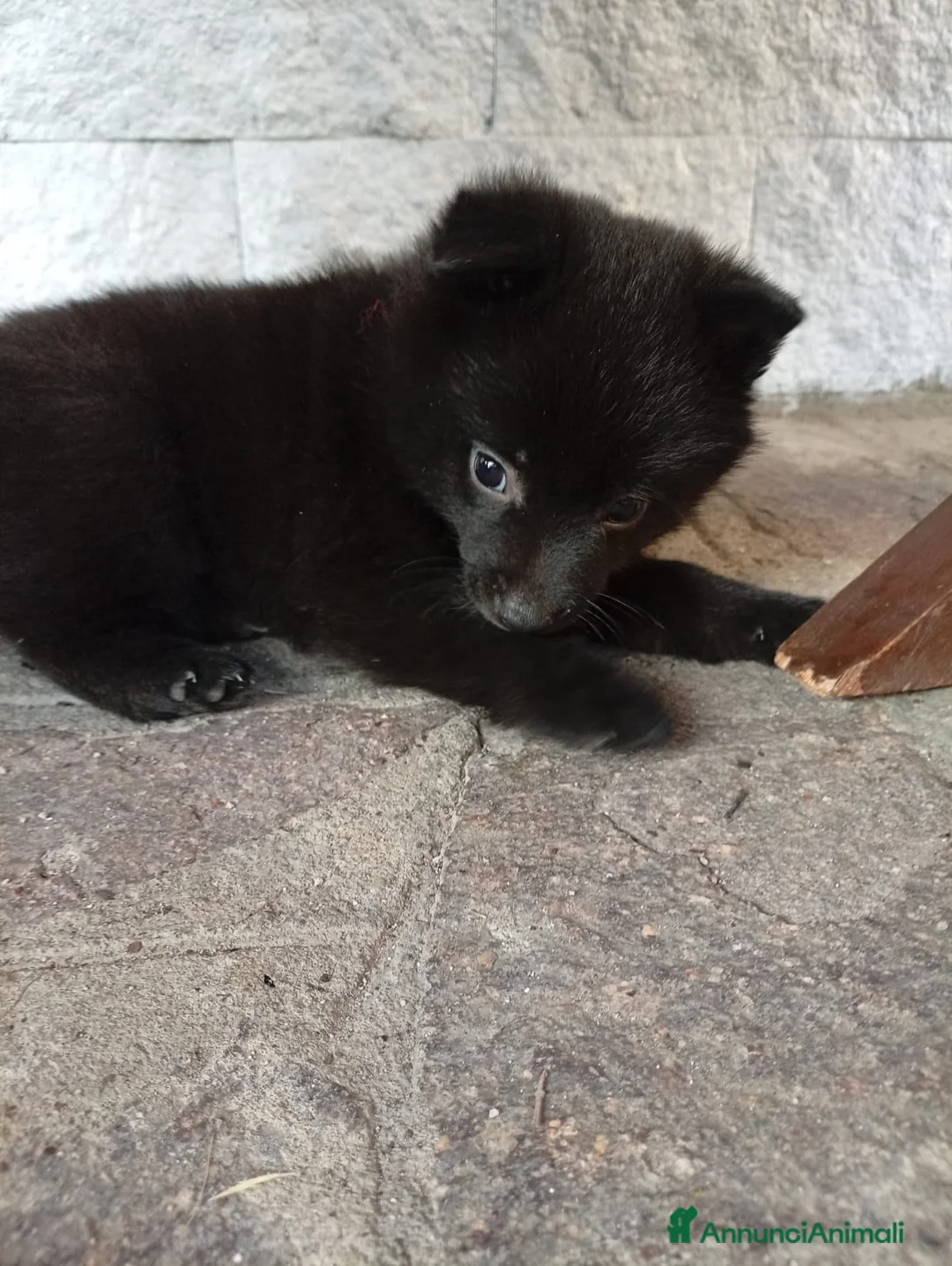 Schipperke cani in vendita: Cucciolata di schipperkee  - Annuncio 1