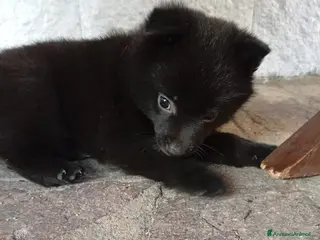 Schipperke cani Cucciolata di schipperkee - Annuncio 19