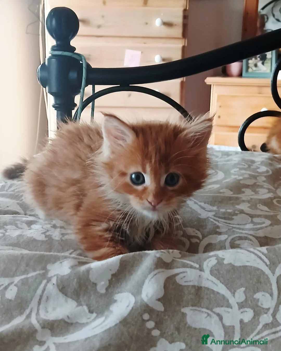 Maine Coon gatti in vendita: Maine Coon xxl - Annuncio 6
