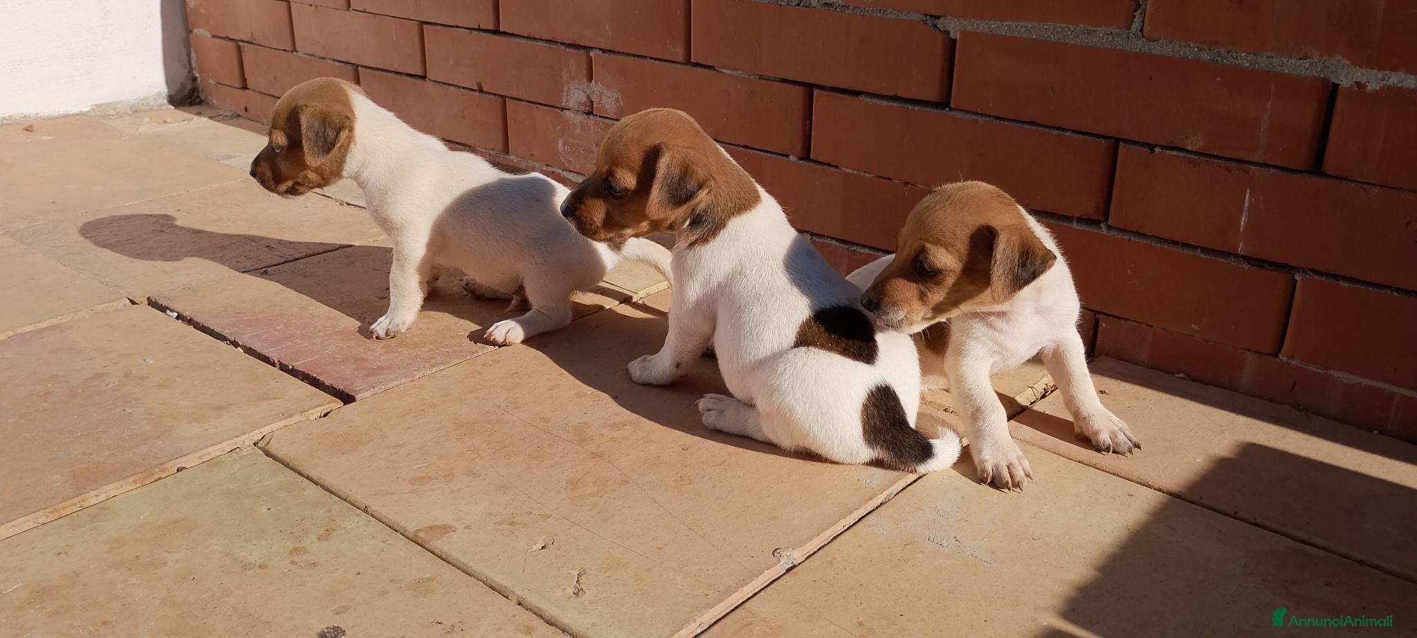 Jack Russell cani Cuccioli di jack russell  - Annuncio 9