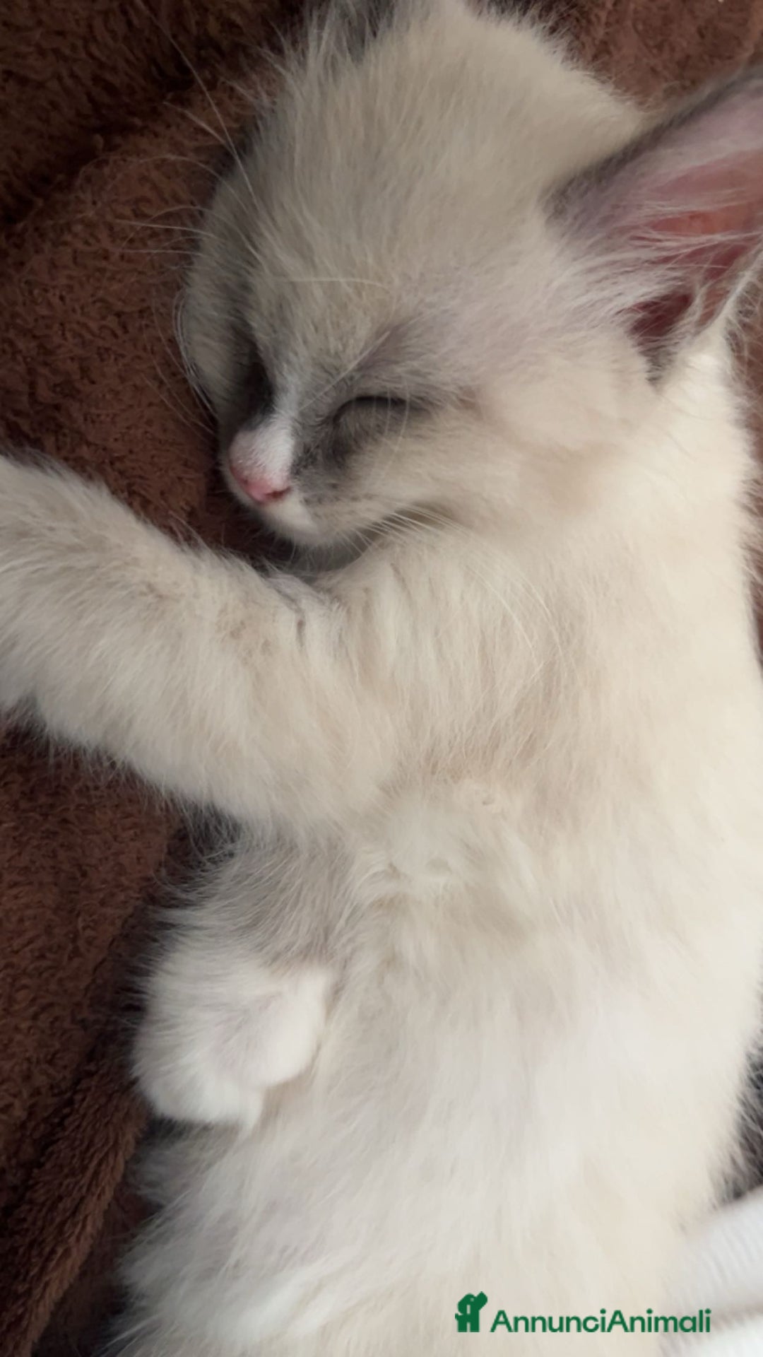 Ragdoll gatti per accoppiamento: Toki cerca gattina ragdoll  - Annuncio 2