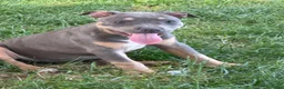 Pitbull cani in vendita: Pit Bull con pedigree, paghi anche a rate  - Annuncio 23