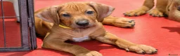 Rhodesian Ridgeback cani in vendita: Cuccioli Rhodesian Ridgeback con Pedigree ENCI - Annuncio 34