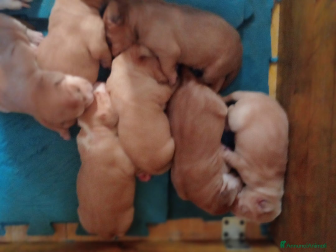 Meticcio cani in vendita: Cuccioli di Amstaff  - Annuncio 2