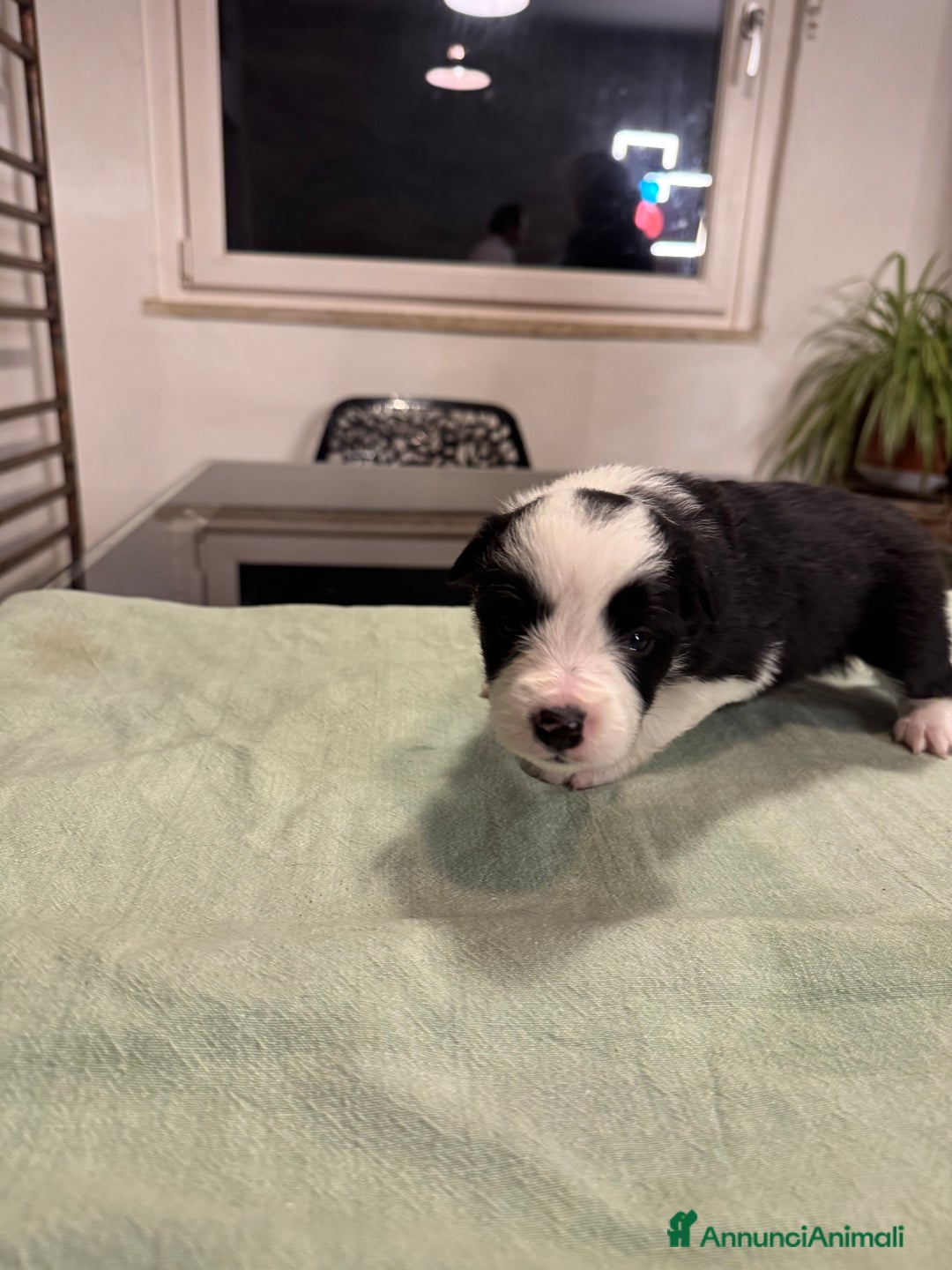 Border Collie cani in vendita: Bordei collie  - Annuncio 3