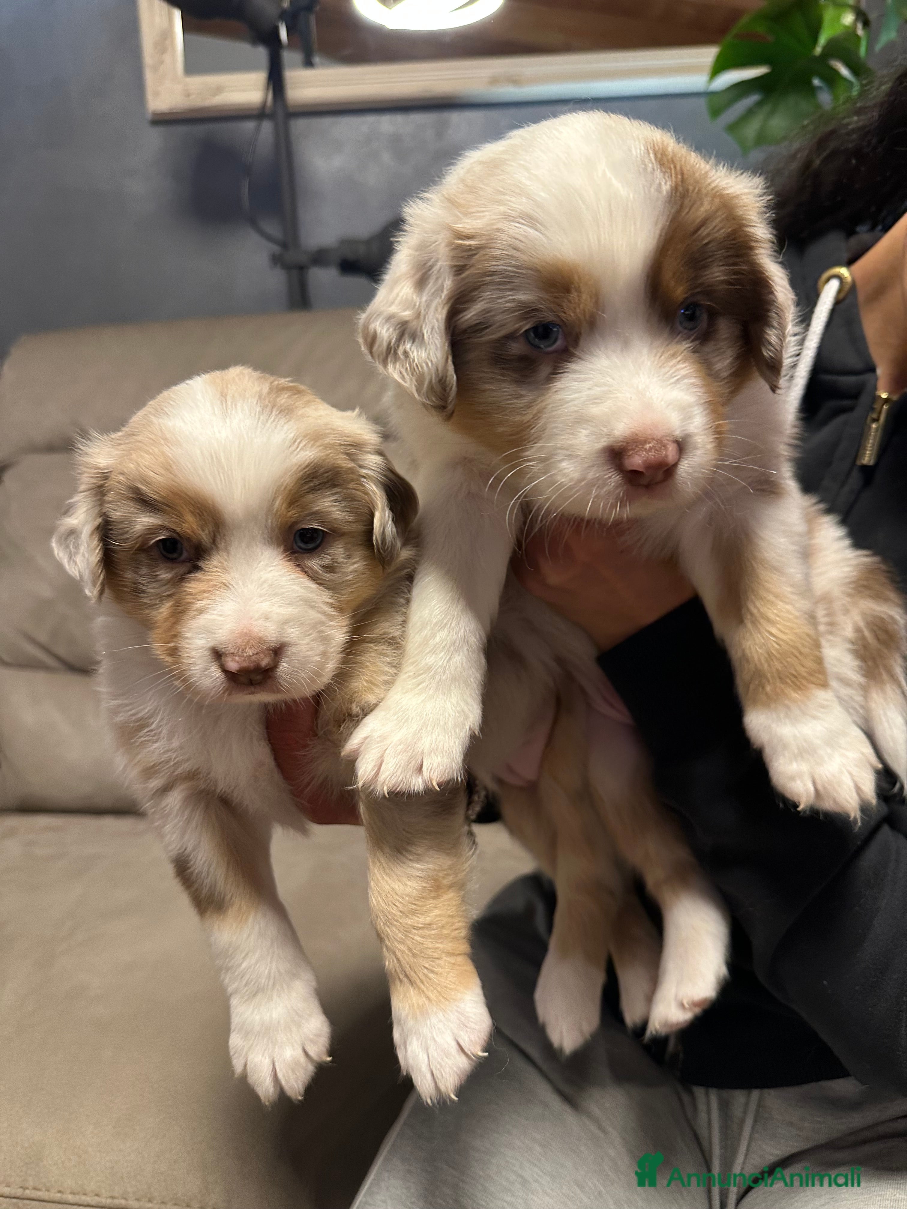Australian Shepherd cani Vendesi Cuccioli di Pastore Australiano  RED MERLE - Annuncio 1