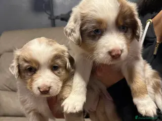 Australian Shepherd cani Vendesi Cuccioli di Pastore Australiano RED MERLE - Annuncio 8