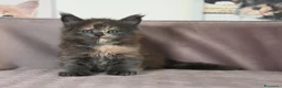Maine Coon gatti in vendita: 🏆 Top Cuccioli MCO ❤️ - Annuncio 12