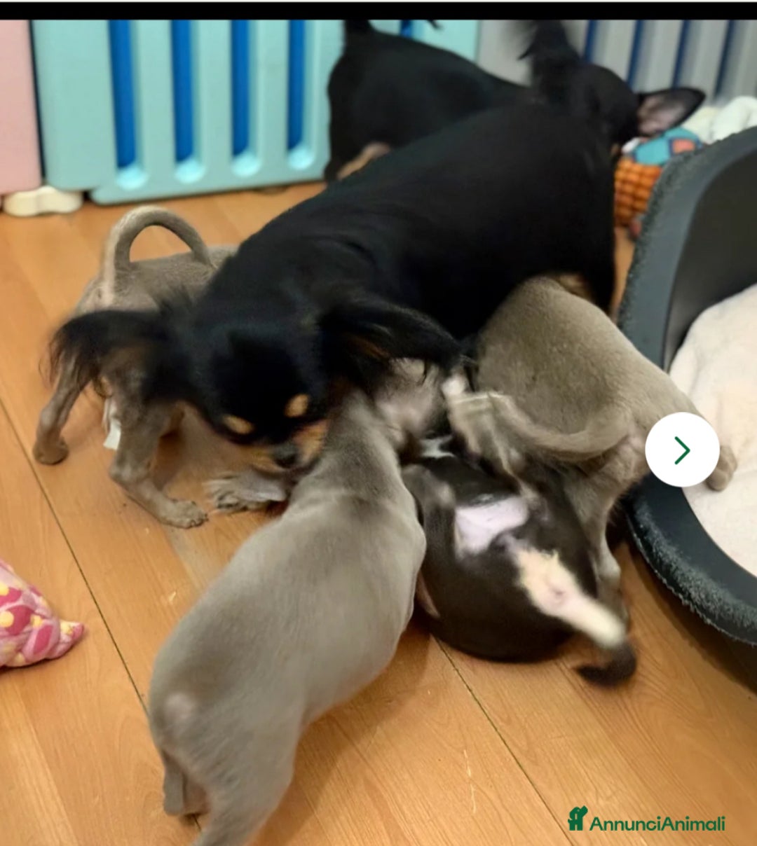 Chihuahua cani in vendita: Chihuahua lilac - Annuncio 4