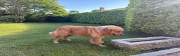 Golden Retriever cani in vendita: Golden retriever  a Provincia di Varese - Annuncio 4